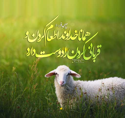 مشارکت در گوسفند قربانی